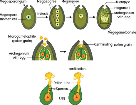 Stages of pollination and fertilization in spruce.
Sexual process of spruce from formation of the female gametophyte to fertilization.