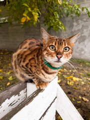 Bengal cat sits on a bench  outdoors in autumn