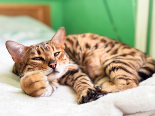 Sleepy bengal cat lying in a cozy bed ,pet care 