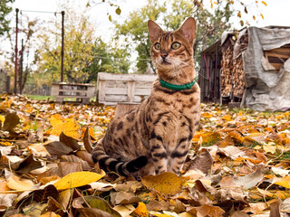 Bengal cat sits in leaves outdoors in autumn