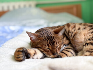Sleepy bengal cat lying in a cozy bed ,pet