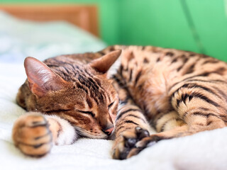 Sleepy bengal cat lying in a cozy bed ,pet
