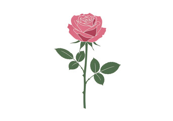 Fototapeta premium Single pink rose with leaves isolated on transparent background