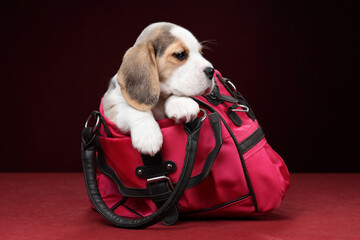 Cute little beagle puppy sitting in a bag
