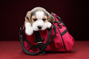 Cute little beagle puppy sitting in a bag