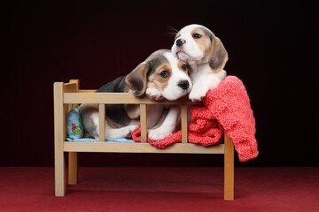 Two little funny beagle puppies sitting in a children's bed