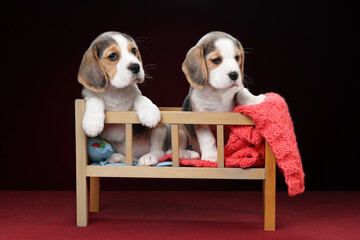 Two little funny beagle puppies sitting in a children's bed