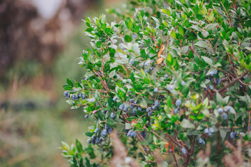Blue berries grow on a bush in a garden. The bush has green leaves and the berries are ripe and...