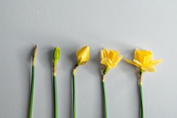 Daffodils in different blooming stages on grey background