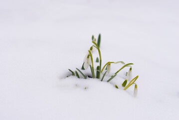 Spring snowdrop flowers blooming in white snow
