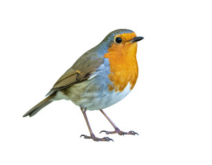 Robin with bright orange chest and olive-gray back standing on tiny feet
