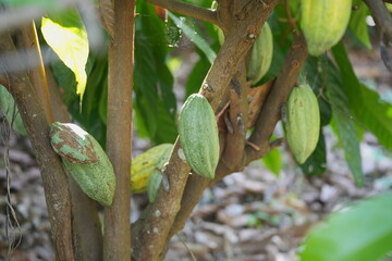 Ripe cacao pod growing on a tree trunk in a tropical garden, surrounded by green foliage and natural forest floor