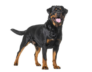 Obraz premium Rottweiler dog standing alert with open mouth and wagging tail