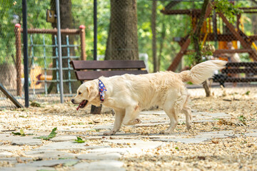 A happy Golden Retriever dog walking on a stone path in a sunny park with trees and playground equipment in the background. Dog park. Labrador dogs playing.