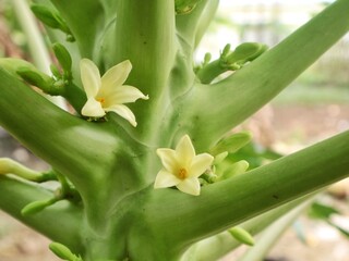Obraz premium Close-up of yellow papaya flowers blooming on the tree trunk. showcasing the early stages of fruit development in a tropical garden