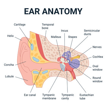 Ear Anatomy Diagram, including the Outer, Middle, and Inner Ear. Vector Illustration Isolated on White Background, for Presentations, Infographics, and Anatomy Posters.