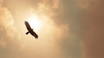 Fototapeta premium A majestic bird of prey soaring gracefully against a backdrop of golden clouds and a bright sun.