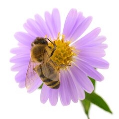 Honey bee on purple aster flower isolated on white background