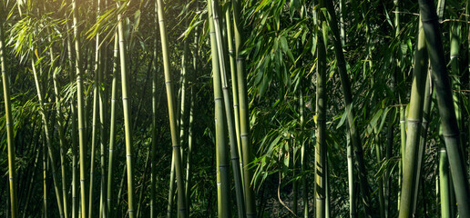 Obraz premium Bamboo banner, bamboo grove in sun rays, Earth Day background