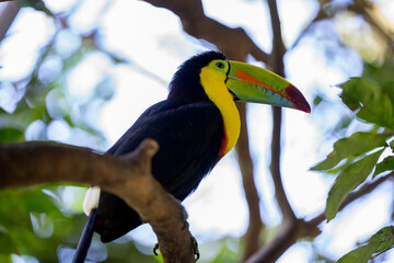 Toucan perched on a tree limb in the rainforests of Costa Rica