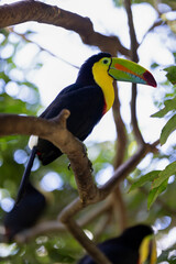 Toucan perched on a tree limb in the rainforests of Costa Rica