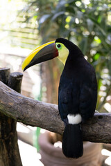 Toucan perched on a tree limb in the rainforests of Costa Rica