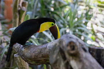 Toucan perched on a tree limb in the rainforests of Costa Rica