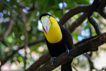 Toucan perched on a tree limb in the rainforests of Costa Rica