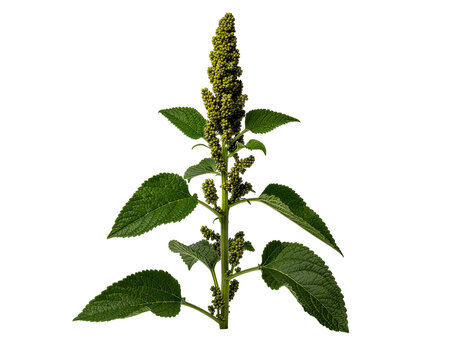 Green amaranth plant with upright flower spikes and textured leaves