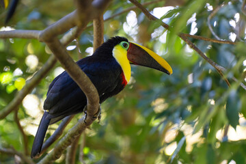 Toucan perched on a tree limb in the rainforests of Costa Rica