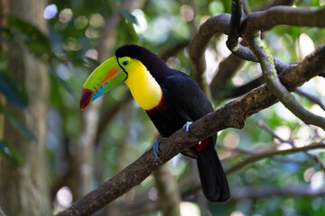 Toucan perched on a tree limb in the rainforests of Costa Rica