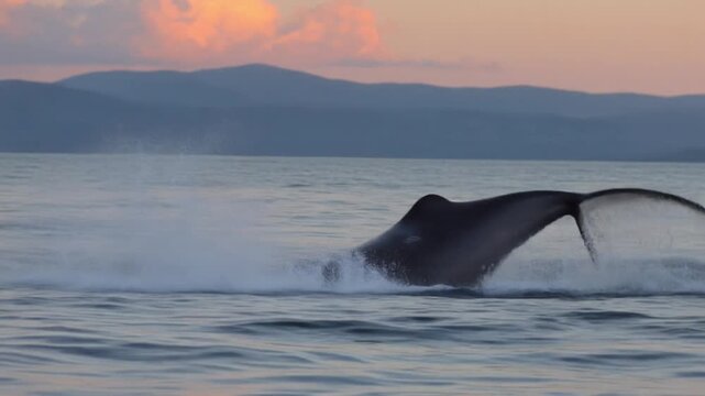 Jumping humpback whale over water. Madagascar. At sunset. Waters of the island of St. Mary. .