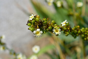 Pale Yellow-eyed Grass flowers and fruit - Latin name - Sisyrinchium striatum