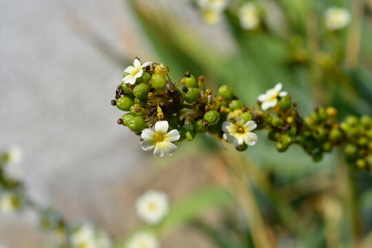 Pale Yellow-eyed Grass flowers and fruit - Latin name - Sisyrinchium striatum