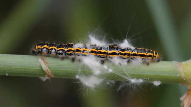 caterpillar was infected by fungal insecticides (Beauveria), and the worm was covered 