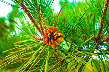 Pine Tree with needles and Pine Cone. Pine tree branch with cones in autumn