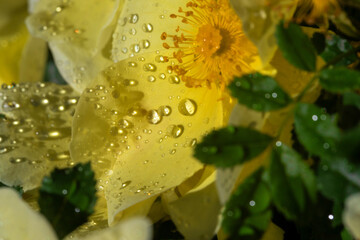 Bright Yellow Flower Rose Closeup With Dew Drops And Soft Green Foliage