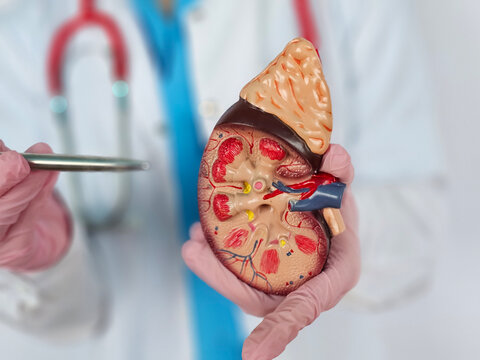 Medical professional holds kidney model to explain anatomy and function of organ