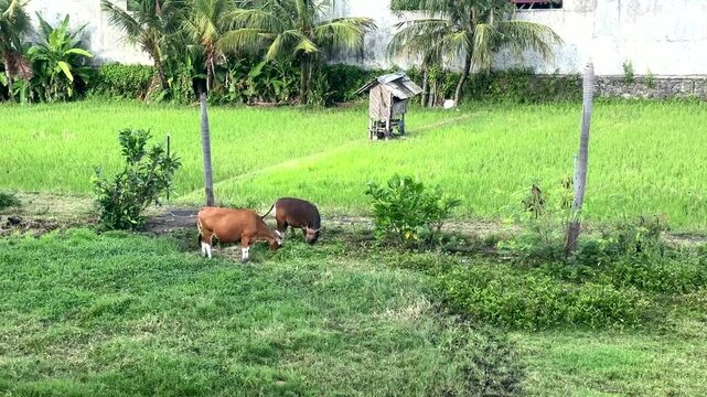 Two cows eating grass on a small padi field on the island of Bali