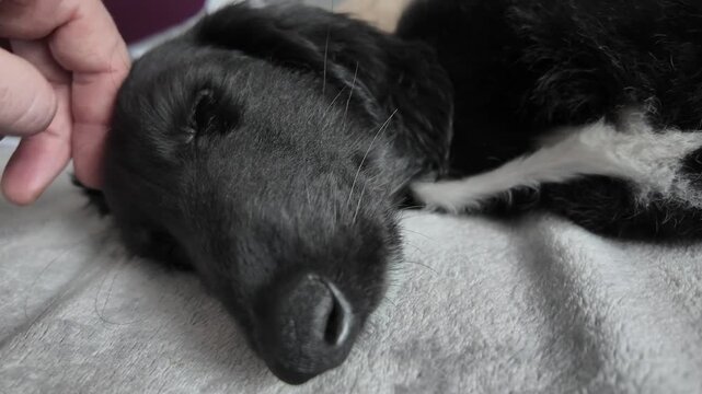 Peaceful Afghan hound puppy sleeps as hand gently petting comfort and trust