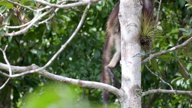 Spider Monkey Rainforest tropical scratching testicles relaxed jungle guatemala central America