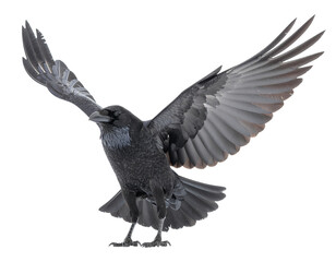 Fototapeta premium Raven in mid-flight with wings spread, detailed black plumage and sharp talons