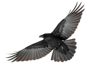 Fototapeta premium Raven in flight with outstretched wings against white background