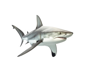 Fototapeta premium Fresh metallic gray shark in mid-swim with open mouth and sharp teeth, dynamic marine predator imagery
