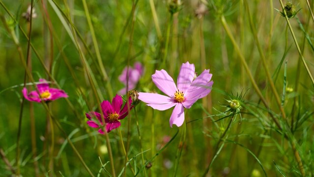 Pink and crimson Cosmos flowers blooming in nature. Close-up - Powered by Adobe