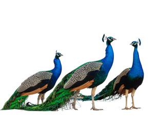 Fototapeta premium Three vibrant peacocks standing together showcasing iridescent blue plumage and ornate tail feathers