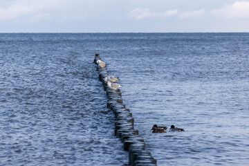 Wooden wave breaker at Koserow beach on Usedom Island in winter