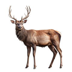 Fototapeta premium Majestic red deer standing gracefully on transparent background