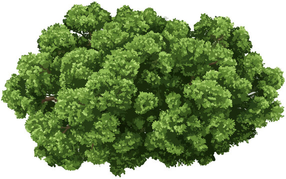 Arbusto denso e verde com folhagem exuberante isolado em fundo transparente, vista superior