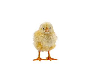Obraz premium Chickling yellow baby chick standing on white background with soft fluffy down
